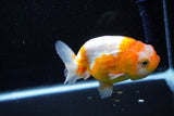 Juvenile Lionchu  Red White 3.5 Inch (ID#1112R11b-13) Free2Day SHIPPING