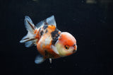 Yuan Bao Oranda  Calico 4 Inch (ID#228Yb10b-63) Free2Day SHIPPING