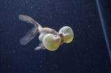 Bubble Eye  Chocolate 3.5 Inch (ID#404Be12c-74) Free2Day SHIPPING
