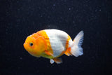 Juvenile Lionchu  Red White 3.5 Inch (ID#1112R11b-13) Free2Day SHIPPING