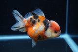 Yuan Bao Oranda  Calico 4 Inch (ID#228Yb10b-63) Free2Day SHIPPING