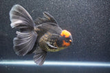 Thai Oranda  Red Black 6 Inch (ID#1011To6b-104)