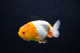 Juvenile Lionchu  Red White 3.5 Inch (ID#1112R11b-13) Free2Day SHIPPING