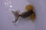 Bubble Eye  Chocolate 3.5 Inch (ID#404Be12c-74) Free2Day SHIPPING