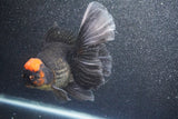 Thai Oranda  Red Black 6 Inch (ID#1011To6c-104)