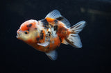 Yuan Bao Oranda  Calico 4 Inch (ID#228Yb10b-63) Free2Day SHIPPING