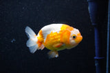 Juvenile Lionchu  Red White 3.5 Inch (ID#1112R11b-13) Free2Day SHIPPING