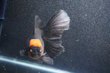 Thai Oranda  Red Black 6 Inch (ID#1011To6b-104)