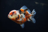Yuan Bao Oranda  Calico 4 Inch (ID#228Yb10b-63) Free2Day SHIPPING