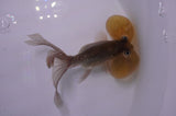 Bubble Eye  Chocolate 3.5 Inch (ID#404Be12c-74) Free2Day SHIPPING