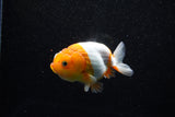 Juvenile Lionchu  Red White 3.5 Inch (ID#1112R11b-13) Free2Day SHIPPING