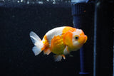 Juvenile Lionchu  Red White 3.5 Inch (ID#1112R11b-13) Free2Day SHIPPING