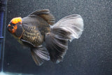 Thai Oranda  Red Black 6 Inch (ID#1011To6c-104)