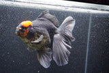 Thai Oranda  Red Black 6 Inch (ID#1011To6b-104)