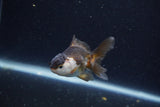 Baby Thai Oranda  Panda 3 Inch (ID#1203ToPTA-25) Free2Day SHIPPING