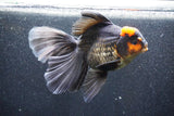 Thai Oranda  Red Black 6 Inch (ID#1011To6c-104)