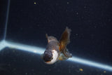 Baby Thai Oranda  Panda 3 Inch (ID#1203ToPTA-25) Free2Day SHIPPING