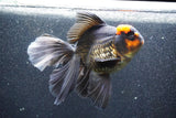 Thai Oranda  Red Black 6 Inch (ID#1011To6b-104)