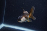 Baby Thai Oranda  Panda 3 Inch (ID#1203ToPTA-25) Free2Day SHIPPING