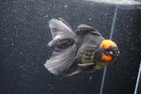 Thai Oranda  Red Black 6 Inch (ID#1011To6c-104)