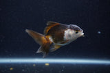 Baby Thai Oranda  Panda 3 Inch (ID#1203ToPTA-25) Free2Day SHIPPING