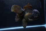 Thai Oranda  Black 5.5 Inch (ID#1217To6b-84)