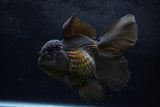 Thai Oranda  Black 5.5 Inch (ID#1217To6b-84)