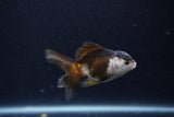 Baby Thai Oranda  Panda 3 Inch (ID#1203ToPTA-25) Free2Day SHIPPING