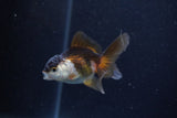 Baby Thai Oranda  Panda 3 Inch (ID#1203ToPTA-25) Free2Day SHIPPING