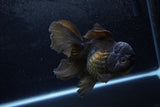 Thai Oranda  Black 5.5 Inch (ID#1217To6b-84)