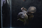 Thai Oranda  Black 5.5 Inch (ID#1217To6b-84)