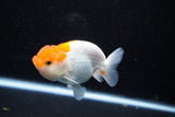 Juvenile Lionchu  Red White 3.5 Inch (ID#1112R11b-15) Free2Day SHIPPING