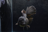 Thai Oranda  Black 5.5 Inch (ID#1217To6b-84)