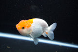 Juvenile Lionchu  Red White 3.5 Inch (ID#1112R11b-15) Free2Day SHIPPING