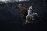 Thai Oranda  Black 5.5 Inch (ID#1217To6b-84)