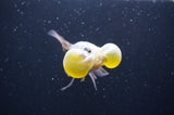 Bubble Eye  Calico 4 Inch (ID#404Be12c-76) Free2Day SHIPPING
