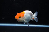 Juvenile Lionchu  Red White 3.5 Inch (ID#1112R11b-15) Free2Day SHIPPING