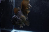 Thai Oranda  Black 5.5 Inch (ID#1217To6b-84)