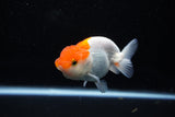 Juvenile Lionchu  Red White 3.5 Inch (ID#1112R11b-15) Free2Day SHIPPING