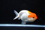 Juvenile Lionchu  Red White 3.5 Inch (ID#1112R11b-15) Free2Day SHIPPING