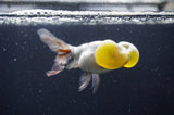 Bubble Eye  Calico 4 Inch (ID#404Be12c-76) Free2Day SHIPPING