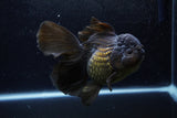 Thai Oranda  Black 5.5 Inch (ID#1217To6b-84)