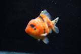 Yuan Bao Oranda  Calico 4 Inch (ID#304Yb10b-56) Free2Day SHIPPING