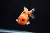 Yuan Bao Oranda  Calico 4 Inch (ID#304Yb10b-56) Free2Day SHIPPING