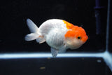 Juvenile Lionchu  Red White 3.5 Inch (ID#1112R11b-15) Free2Day SHIPPING