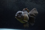 Thai Oranda  Black 5.5 Inch (ID#1217To6b-84)