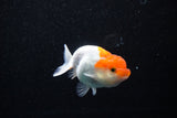 Juvenile Lionchu  Red White 3.5 Inch (ID#1112R11b-15) Free2Day SHIPPING