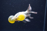 Bubble Eye  Calico 4 Inch (ID#404Be12c-76) Free2Day SHIPPING