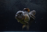 Thai Oranda  Black 5.5 Inch (ID#1217To6b-84)