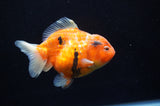 Yuan Bao Oranda  Calico 4 Inch (ID#304Yb10b-56) Free2Day SHIPPING